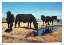 Animaux - Chevaux - Cheval de