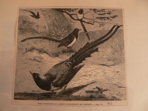 Ancienne lithographie tiree - lithographie,