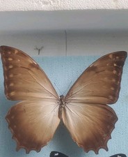 Morpho Theseus Ssp Aquarius