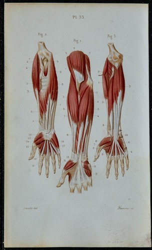 1852 planche anatomie - 1852,