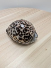 Petit Coquillage CYPRAEA