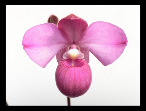 Phragmipedium samuel crothers - phragmipedium,