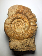 Natural Jurassic Ammonite