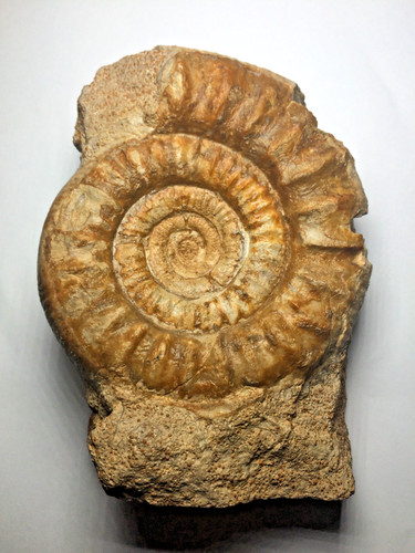 Natural jurassic ammonite - natural,