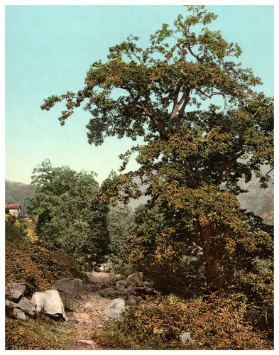 Italie giornico castagno - italie,,