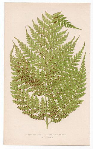 1860 edward lowe - 1860,