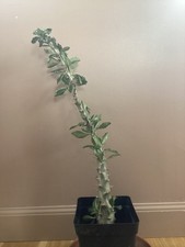 Pachypodium Saundersii 