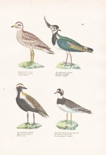 Kiebitz lapwing pluvier - lapwing,