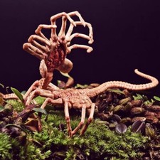 Accessoires figurines ALIEN Facehugger Chestburster modèles neufs échelle 1/6