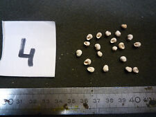 033.17 L - COLLONIA DISJONCTA - LOT N°04 X 30 - FOSSILE DU BASSIN PARISIEN