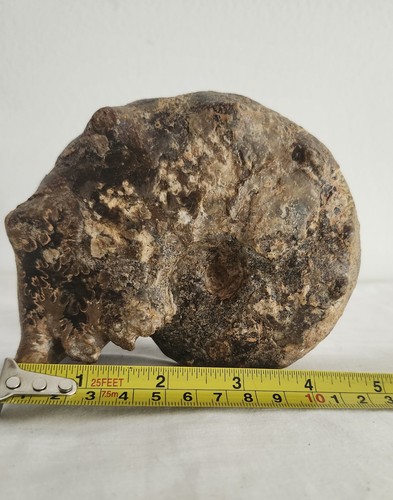 Fine specimen fossil mamites - fine,