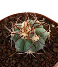 Echinocactus horizonthalonius