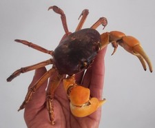 curiosité , taxidermie : crabe De Mangrove Naturalisé #6