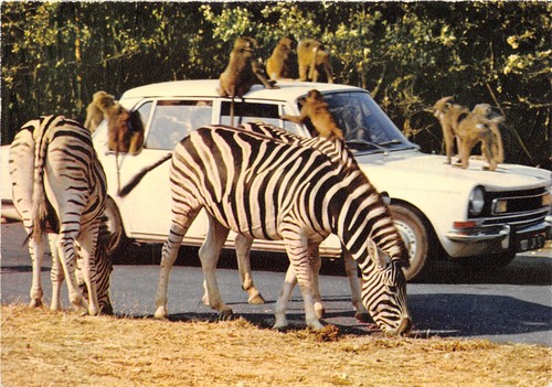 07-PEAUGRES-SAFARI