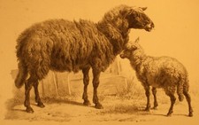 Études sur les Animaux De