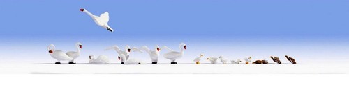 Noch 15774 cygnes et - et, canards