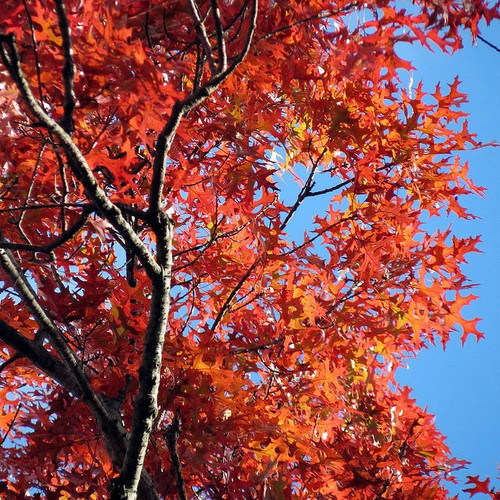Quercus coccinea chêne - quercus,