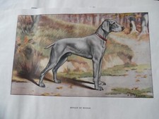 Gravures :  Chiens de chasse - Braque de Weimar - 26/17 cm - 1950