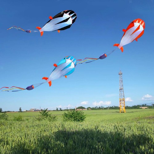 Cerf volant dauphin pour - cerf-volant, 3d