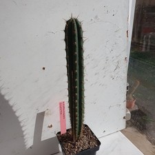 Cactus cierge - NEORAIMONDIA