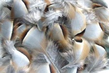 60 plume PERDRIX ROUGE