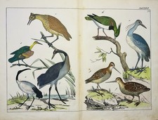 héron grue oiseaux d'eau