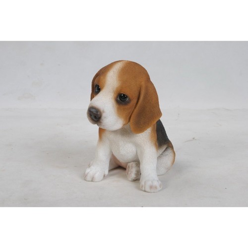 Beagle puppy - beagle,