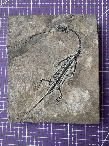 Reptile marin fossil - reptile, marin-fossil