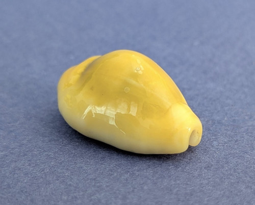 Cypraea moneta icterina 3 - cypraea,
