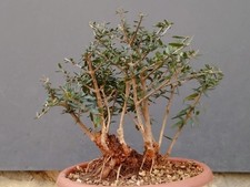 Bonsaï olivier 26 x 13 cm en