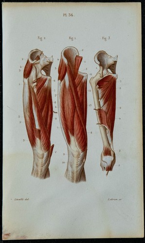1852 planche anatomie - planche,