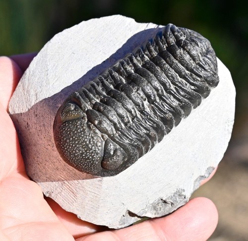 Trilobite fossil boeckops - trilobite,