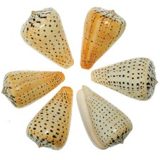 Coquillages conus betulinus
