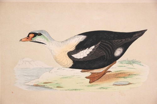 Gravure ancienne colorée - ., "