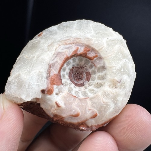 49gr amazing whole rough - 49gr,