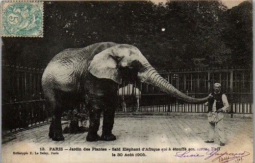 Animaux elephant carte - -,