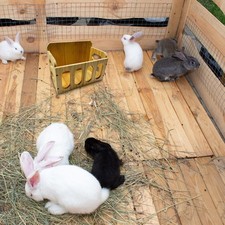 Mangeoire à foin pour lapins