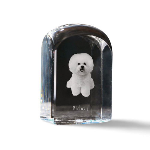 Bichon frisé - frisé,, boucle