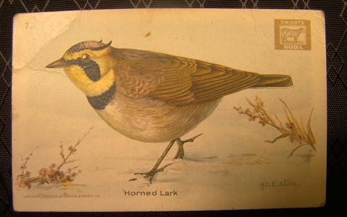 Useful birds america - birds, of