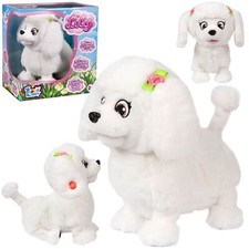 Puppy luv caniche - puppy,