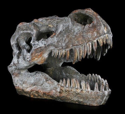Totenkopf tyrannosaurus rex - totenkopf,