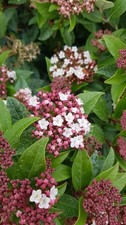 Viburnum tinus / Laurier tin /