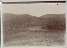 Tunisie, forêt du Kef  vintage print,  Tirage citrate  13x18  Circa 1900  