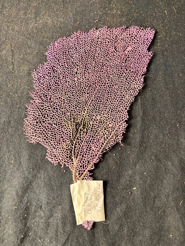 Gorgone violette naturelle v21 - naturelle,