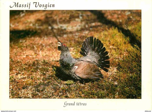 Carte postale animaux - postale,