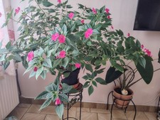 Impatiens Goutte De sang rose