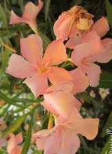 ♫ LAURIER Rustique 'Tout Mélangé' - Nerium ♫ Graines ♫ Arbuste Haie Mellifère ♫