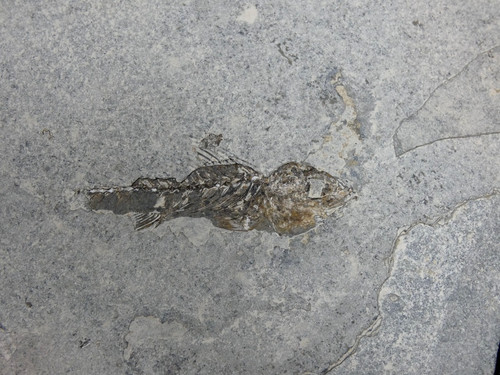 Smerdis dapali macrurus - smerdis,