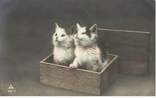 CHATS AI#DC994 DEUX CHATONS DANS UNE BOITE EN BOIS