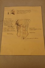 Ancienne planche anatomique dessin au crayon et encre ....curiosité sciences 